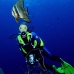 batfish_longfin_jr_v_0705_png0361.jpg